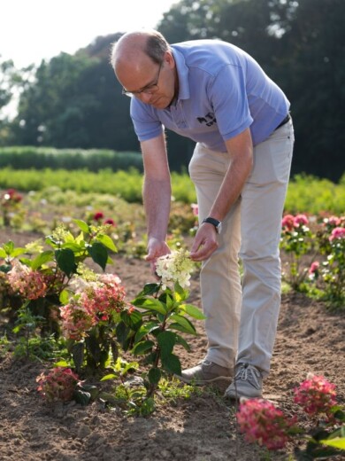 ILVO ma też duże doświadczenie w hodowli odmian hortensji bukietowej, fot. 1 i 2 Ivan De Clercq