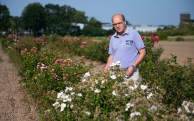 Johan Van Huylebroeck na poletkach doświadczalnych ILVO z mieszańcami róż uzyskanymi w wyniku prac hodowlanych w tym instytucie