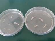 Kontrola - widoczne wycieki bakterii na korzeniach