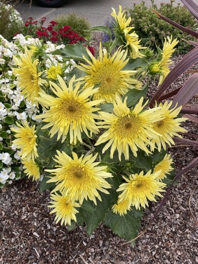 Helianthus annuus Lemon Cutie