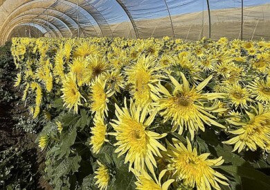 Helianthus annuus Lemon Cutie