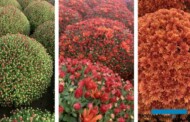 Wśród nowych tegorocznych odmian chryzantemy znajduje się Osteria Orange, fot. Gediflora