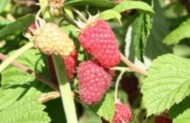 malina 'Radziejowa'
