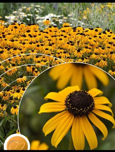 Rudbeckia fulgida var. sullivantii Goldblitz, fot. Fleuroselect