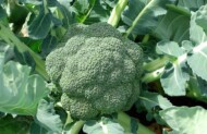 odmiana brokuła Stromboli
