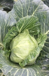 kapusta głowiasta biała Sunta