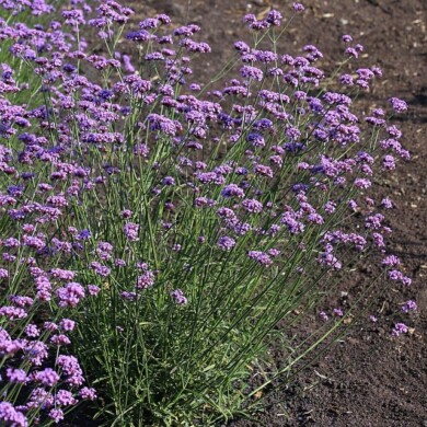 Verbena bonariensis Vanity, fot. Fleuroselect