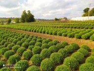 Chryzantemy drobnokwiatowe w misach początkowo są uprawiane w polu, bez osłon