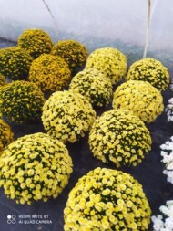 Końcowy etap produkcji chryzantem odbywa się w tunelach (fot. 1-4. P. Firydus)