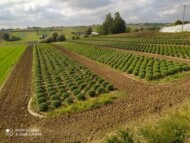 Chryzantemy drobnokwiatowe w misach początkowo są uprawiane w polu, bez osłon