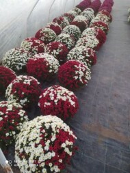 Końcowy etap produkcji chryzantem odbywa się w tunelach (fot. 1-5. P. Firydus)