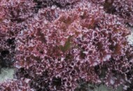 sałata strzępiasta Azirka