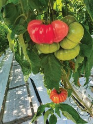 Pomidor Bufallopink