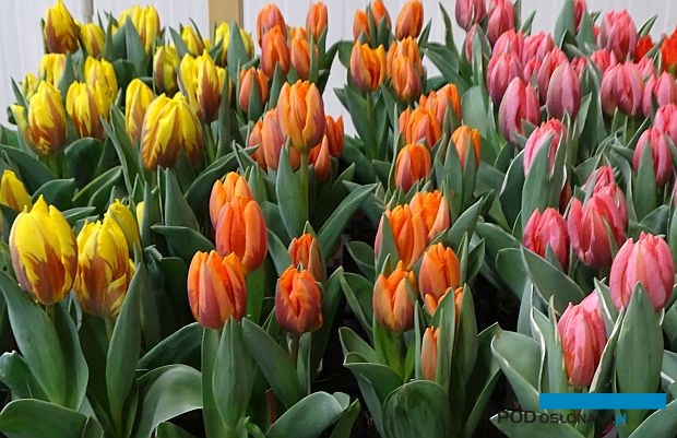 Tulip Trade Event to niepowtarzalny przegląd produkcyjnych odmian tulipana, który organizowany jest w marcu w Holandii - w kilkunastu lokalizacjach (fot. A. Cecot)