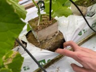 Ukorzenianie się w macie wełny mineralnej - odmiana ogórka pod numerem E23M.2425