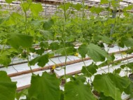 Ogórek pod numerem E23M.2425