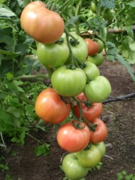 Pomidor malinowy Esmira