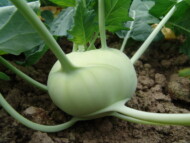 Kalarepa Korfu