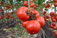 Odmiana Trioset, pomidor