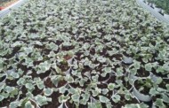 Doniczkowe bluszcze (Hedera) to jedne z najważniejszych produktów w ofercie firmy Young Flowers S/A, oferującej młode rośliny do dalszej uprawy (tu: półprodukty w szklarni polskiego kontrahenta, który współpracuje z YF)