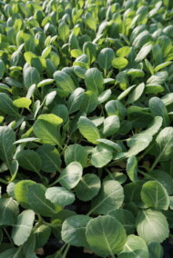 Rozsada kapusty białej Zarissima, do uprawy w tunelach