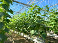 Uprawa ogórków w podłożu z węgla brunatnego