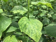 Zielona mozaika ogórka (CGMMV) - objawy na liściach