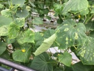 Zielona mozaika ogórka (CGMMV) - objawy na liściach