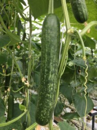 Objawy zielonej mozaiki ogórka (CGMMV) na owocu