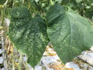 Zielona mozaika ogórka (CGMMV) - objawy na liściach