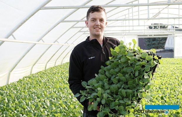 Paweł Firydus prezentuje rozsadę kapusty na wczesny termin sadzenia, wyprodukowaną we własnej mnożarce