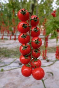 Pomidor Sicuro