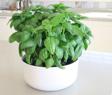 Bazylia Prospera® P5, fot. Syngenta