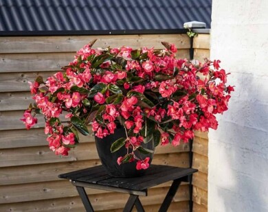 Begonia_Viking-Explorer_Rose-on-Green_fot. Sakata