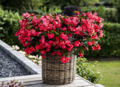 Begonia_Viking-Explorer_Rose-on-Green_fot. Sakata