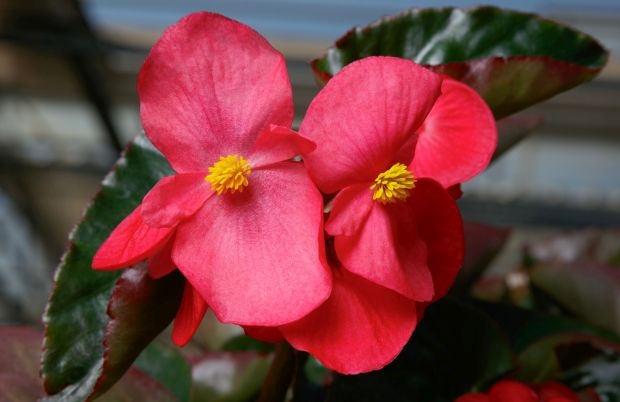 Kwiaty begonii Viking® Explorer Rose on Green, wyróżnionej złotym medalem All-America Selections 2022 (fot. AAS)