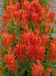 Celosia argentea var. plumosa Flamma _fot. AAS