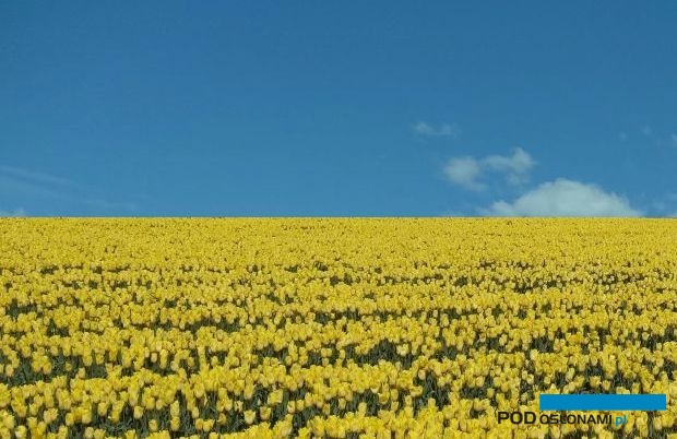 Tulipany Strong Gold_Chrzypsko Wielkie