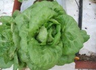 Objawy nadmiaru azotu