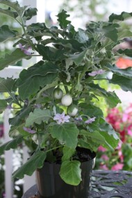 Oberzyna_Ancona_SyngentaFlowers