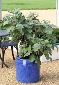 Oberzyna_Jackpot_SyngentaFlowers