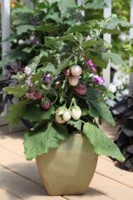 Oberzyna_Pinstripe_SyngentaFlowers