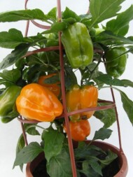 Papryka_Liberty Belle_SyngentaFlowers