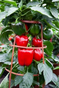 Papryka_Sweet Pepper Big Ben_SyngentaFlowers