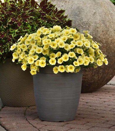 Petunia ×hybrida Bee’s Knees, fot. AAS