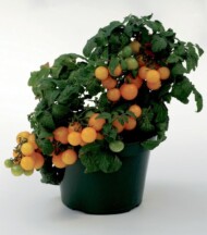 Pomidor_Lemon Sherbet_SyngentaFlowers