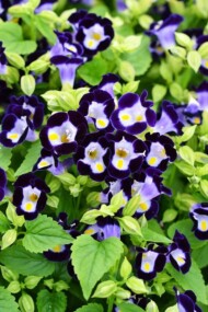 Torenia fournieri Vertigo Deep Blue F1_fot. AAS