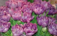 Wystawa Tulipanów w oranżerii Muzeum Pałacu Króla Jana III w Wilanowie jest współorganizowana przez Stowarzyszenie Producentów Ozdobnych Roślin Cebulowych i prezentuje kwiaty wyłącznie polskiej produkcji (fot. SPORC)