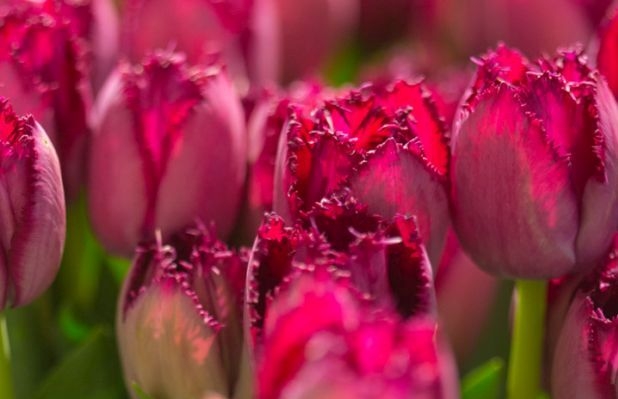 Tulipan_Wystawa w Wilanowie_SPORC