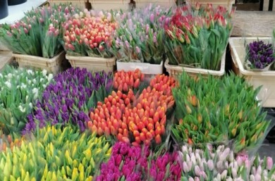 Polskie tulipany z oferty jednego ze sprzedawców z giełdy "Bronisze", fot. A. Kaszewiak